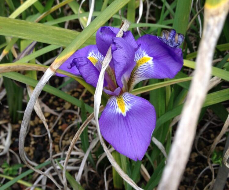 Winterliche Irisblüten