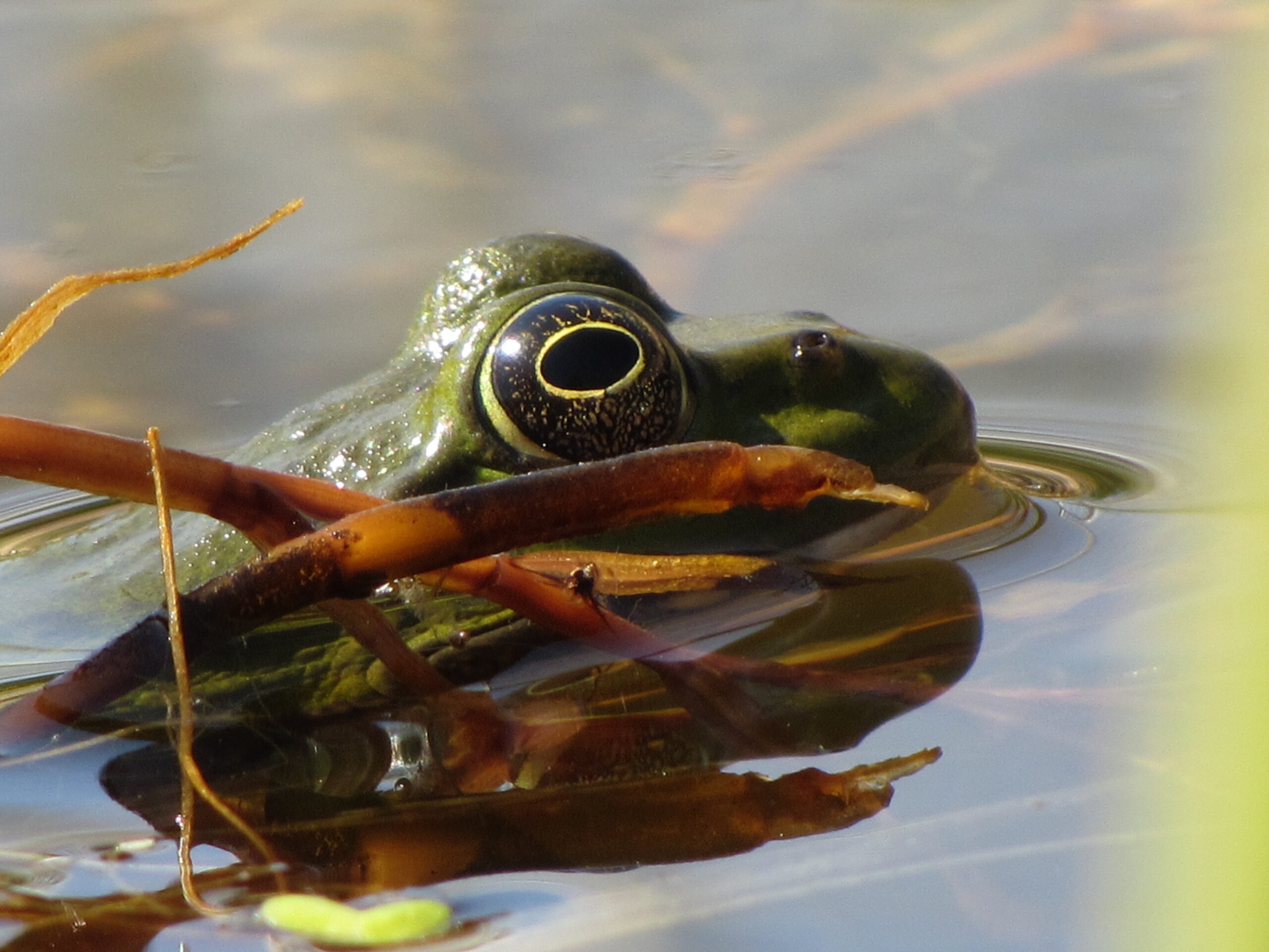 Wasserfrösche im Siedlungsraum